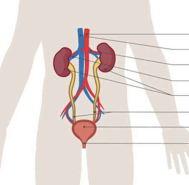 Bladder and kidney